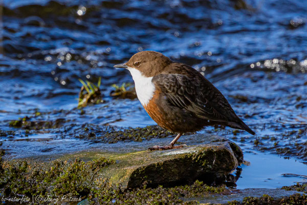 Wasseramsel, Cinclus cinclus