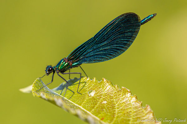 Blauflügel-Prachtlibelle ♂, Calopteryx virgo