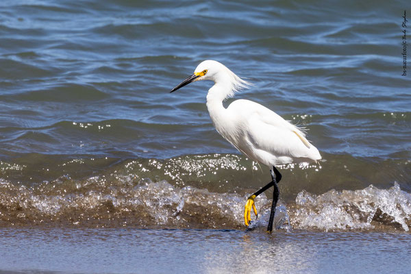 Schmuckreiher, Egretta thula