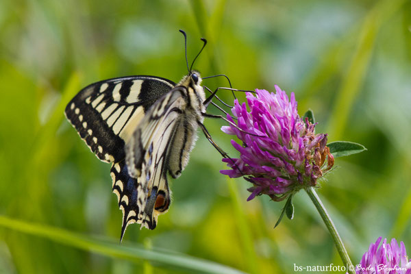 Schwalbenschwanz,  Papilio machaon 