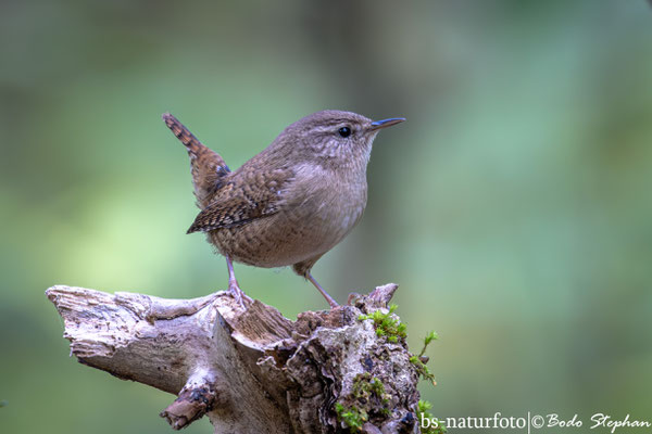 Zaunkönig, Troglodytes troglodytes