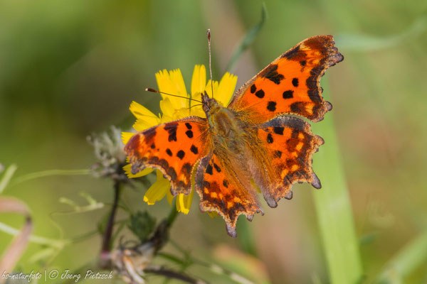C-Falter, Polygonia c-album