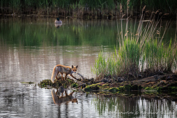 Rotfuchs, Vulpes vulpes