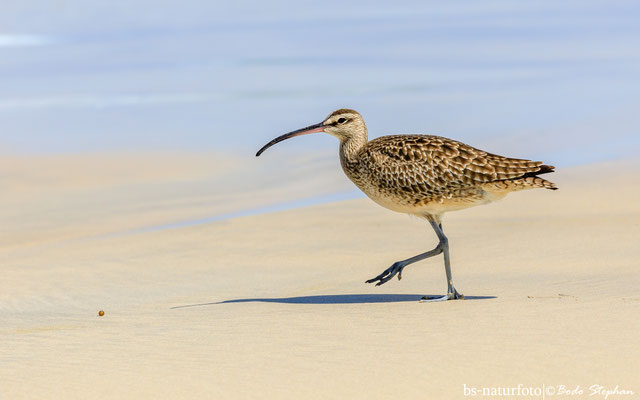 Regenbrachvogel, Numenius phaeopus
