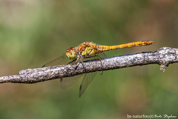 Große Heidelibelle ♀, Sympetrum stroilatum