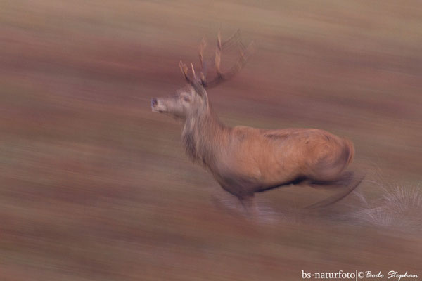 Rothirsch ♂, Cervus elaphus