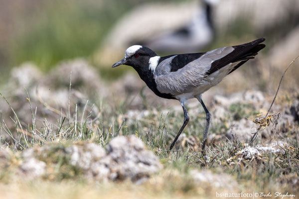 Waffenkiebitz, Vanellus armatus