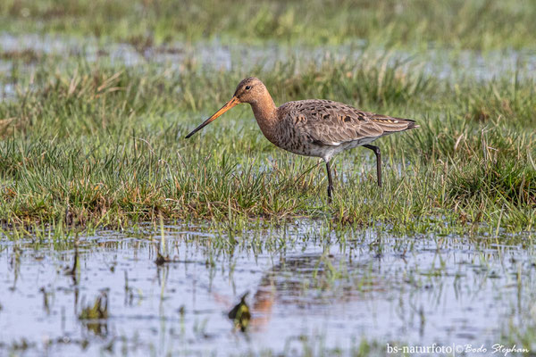 Uferschnepfe, Limosa limosa