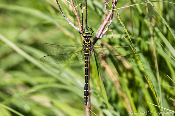Zweigestreifte Quelljungfer, Cordulegaster boltonii
