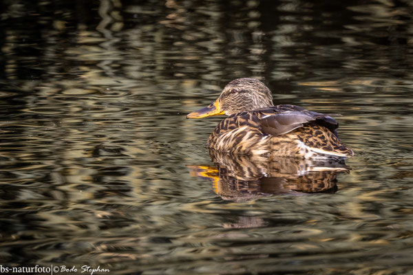 Stockente ♀, Anas platyrhynchos