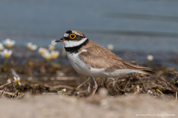 Flussregenpfeifer, Charadrius dubius