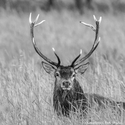 Rothirsch ♂, Cervus elaphus