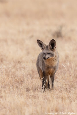 Löffelhund, Otocyon megalotis