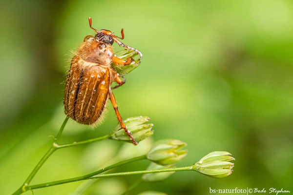 Gerippter Brachkäfer "Junikäfer", Amphimallon solstitiale