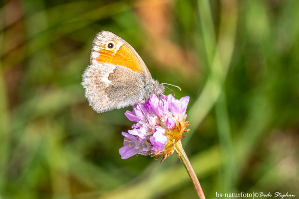 Kleines Wiesenvögelchen, Coenonympha pamphilus