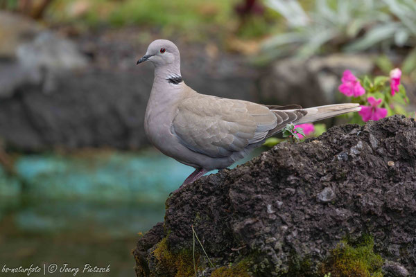 Türkentaube, Streptopelia decaocto