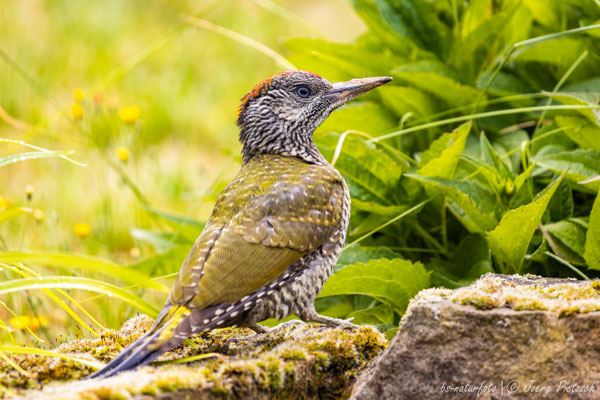 Grünspecht juv., Picus viridis
