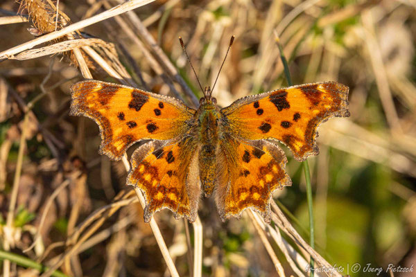 C-Falter, Polygonia c-album