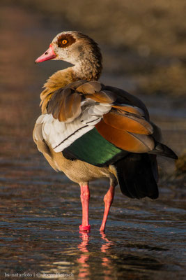 Nilgans, Alopochen aegyptiaca