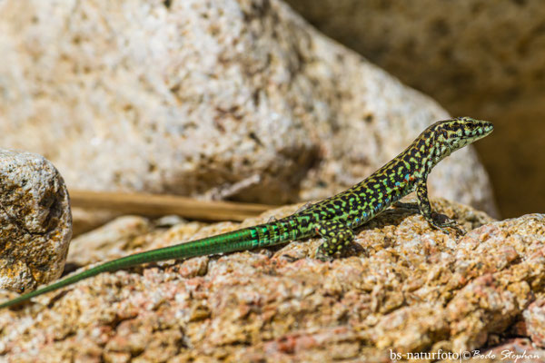 Tyrrhenische Mauereidechse, Podarcis tiliguerta
