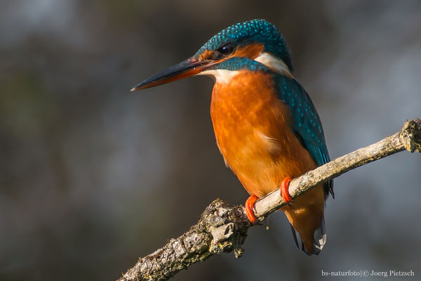 Eisvogel, Alcedo atthis