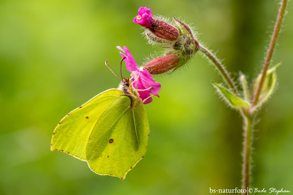 Zitronenfalter, Gonepteryx rhamni