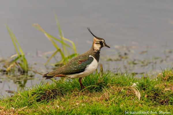 Kiebitz, Vanellus vanellus