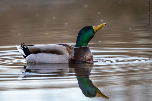 Stockente ♂, Anas platyrhynchos