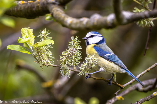 Blaumeise, Cyanistes caeruleus