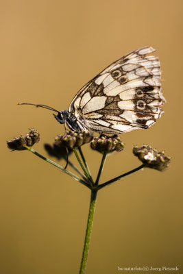 Schachbrettfalter, Melanargia galathea