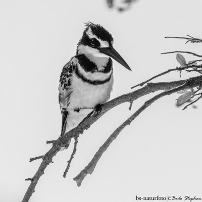 Graufischer, Ceryle rudis