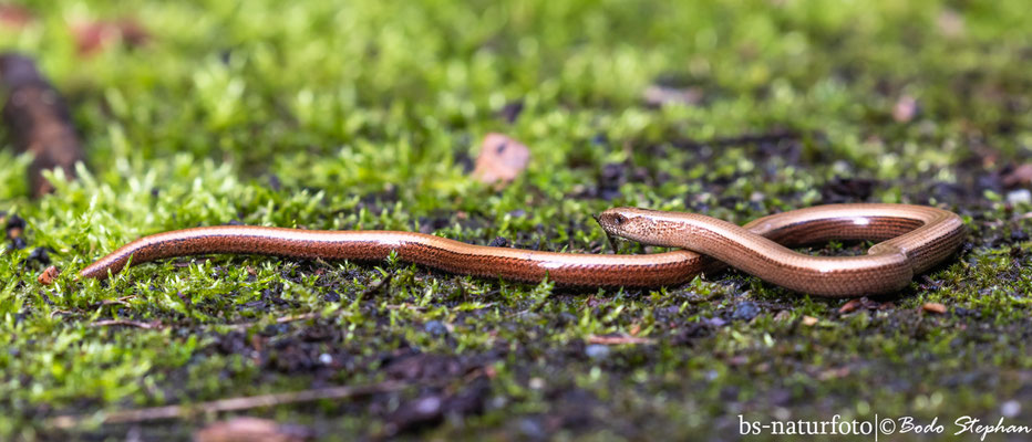 Blindschleiche, Anguis fragilis
