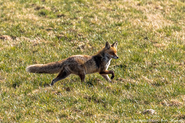 Rotfuchs, Vulpes vulpes