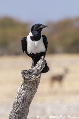 Schildrabe, Corvus albus