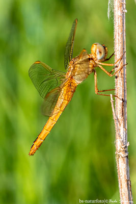Feuerlibelle ♀, Crocothemis erythraea
