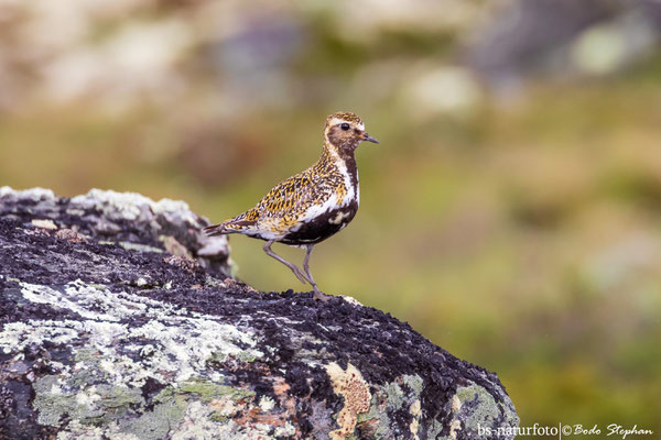 Goldregenpfeifer, Pluvialis apricaria