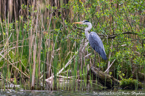 Graureiher, Ardea cinerea