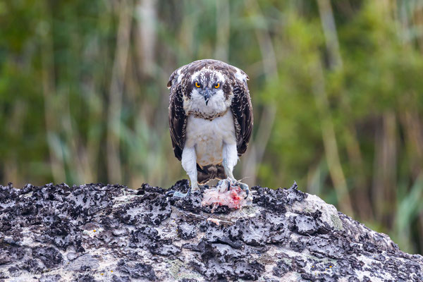 Fischadler, Pandion haliaetus