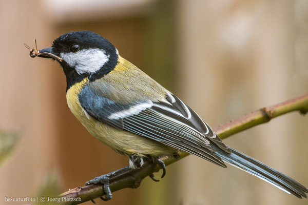Kohlmeise, Parus major