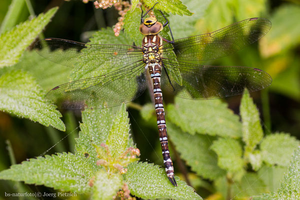 Blaugrüne Mosaikjungfer ♂, Aeshna cyaneae