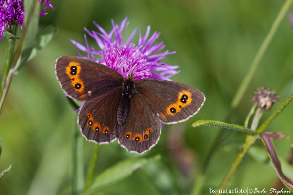 Graubindiger Mohrenfalter, Erebia aethiops