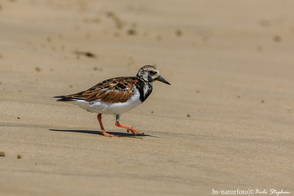 Steinwälzer, Arenaria interpres
