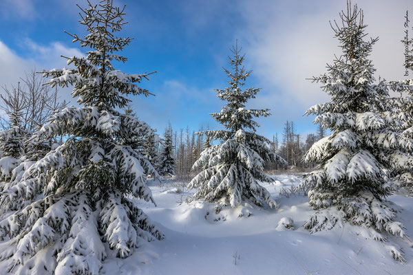 Winterlandschaft, Harz NP, Deutschland