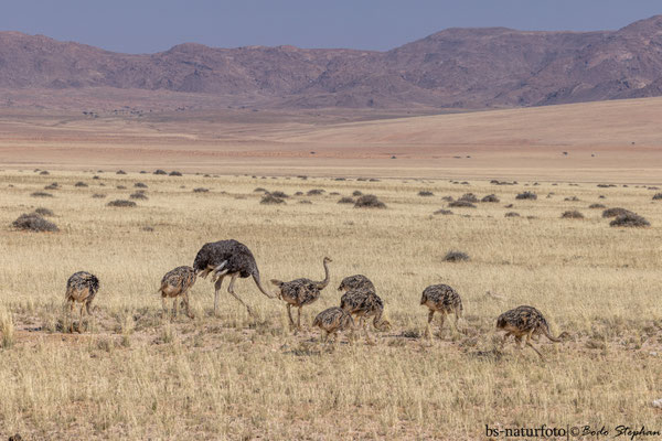 Afrikanischer Strauß ♀+juv., Struthio camelus