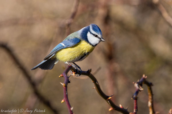 Blaumeise, Cyanistes caeruleus