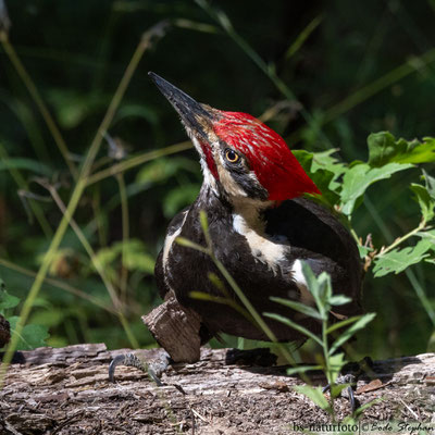 Helmspecht, Dryocopus pileatus