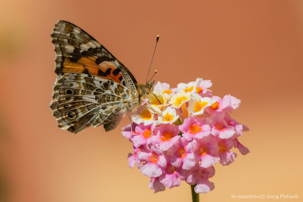 Distelfalter, Vanessa cardul