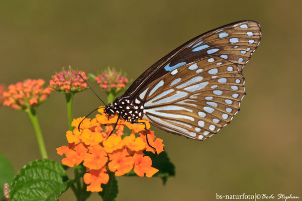 Blue Tiger, Tirumala limniace