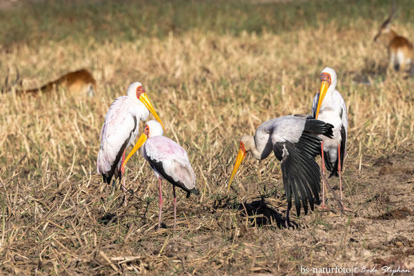 Nimmersatt, Mycteria ibis
