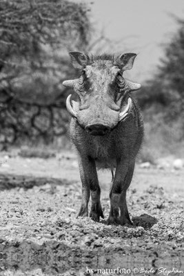 Warzenschwein ♂, Phacochoerus africanus